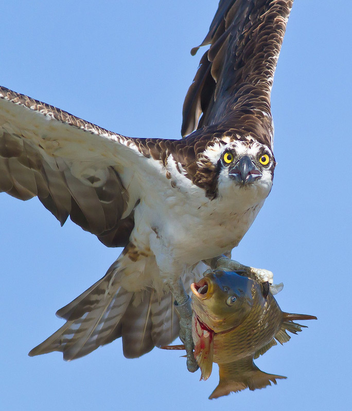 Osprey carrying a fish for dinner